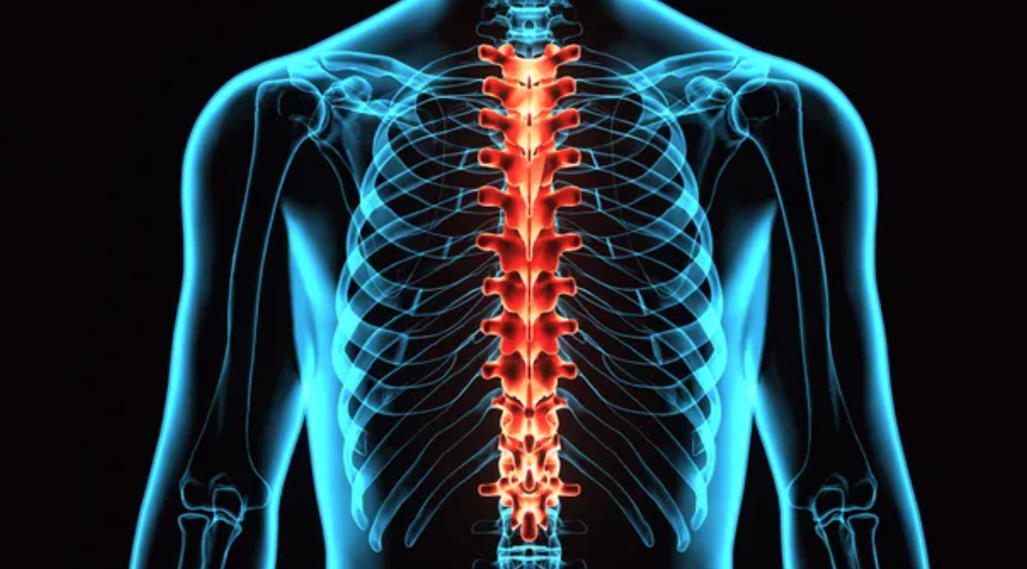 thoracic spine